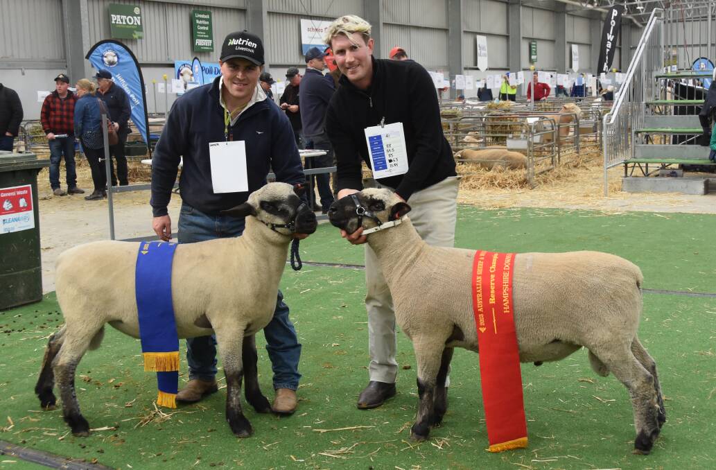 The champion Hampshire Downs ram, held by exhibitor Andrew Lakin, Glenelk, Lansfield, and reserve champion ram, held by Mathew Hill, Aurora Park, Horsham. Picture by Elizabeth Anderson