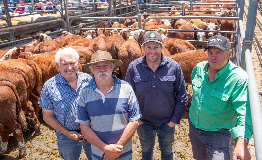 Trevor Smith, Mumbannar bought 19 PCAS eligible Days Whiteface and Allendale blood Hereford steers av 297kg at $1470 or $4.95/kg sold a/c Kevin and Andrew Harvey, Invaloch Pastoral, Mumbannar, Jeff Olafsen, Nutrien Mount Gambier. 