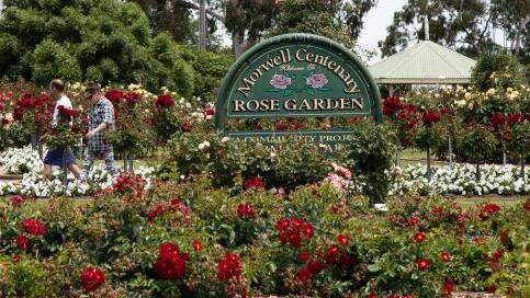 Morwell Centenary Rose Garden. Photo: Leigh Henningham.
