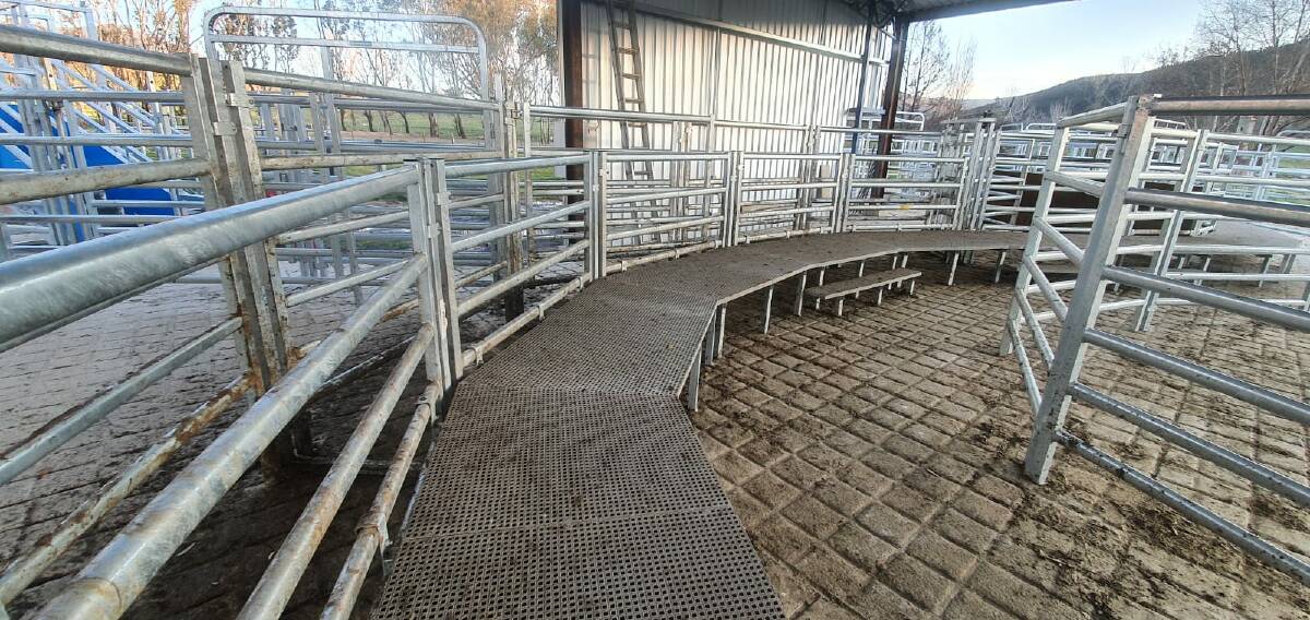 EASY: George Kucka said that the wide platform on his Te Pari yards helps make his cattle handling duties a breeze.