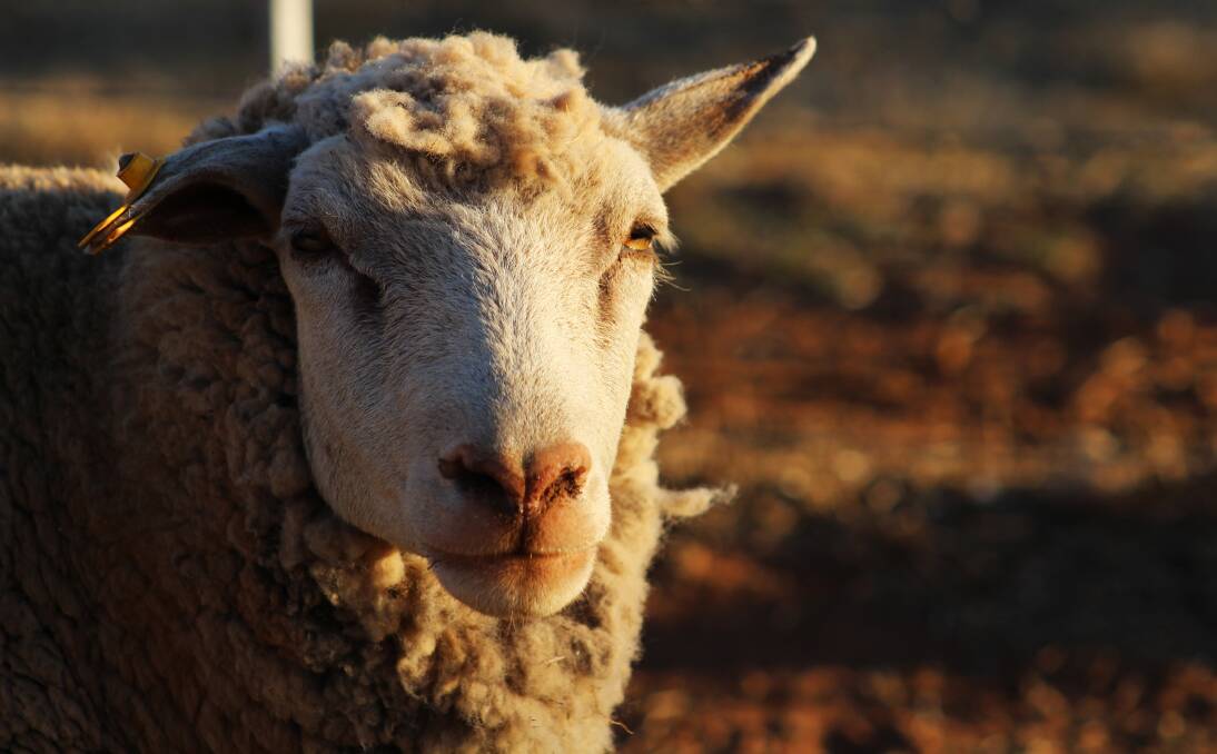 A man has been charged after a video emerged of a sheep allegedly being shorn with a chainsaw. Photo: File photo/Shutterstock