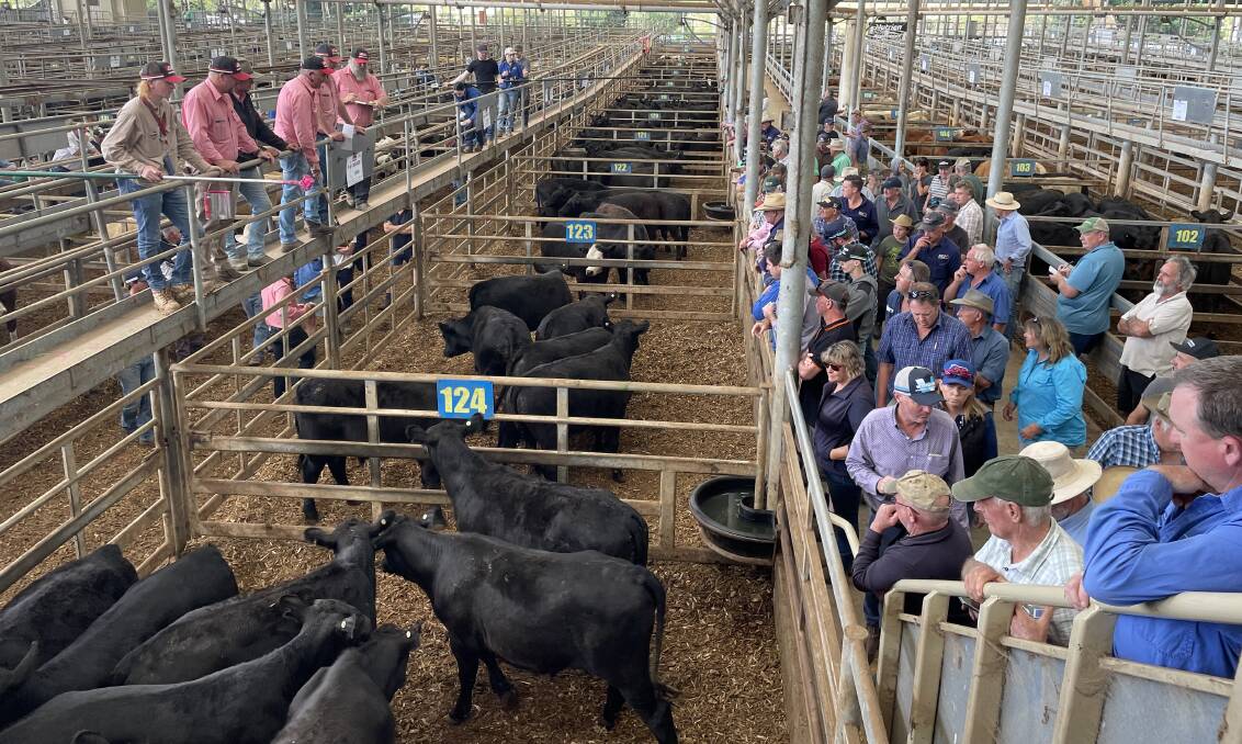 Agents yarded about 2800 cattle at Leongatha on Friday.