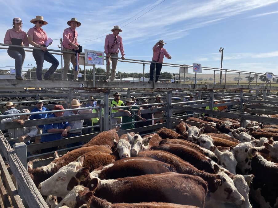 The Elders team sell a pen of Hereford heifers at Casterton.