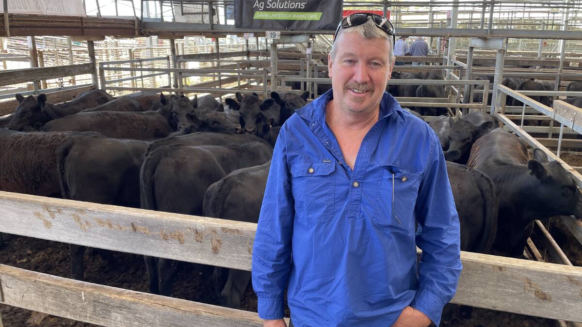 Stephen Robertson, Glenferrie, Paschendale, sold 52 Angus heifers for including this pen of 21 cattle which weighed 339kg.