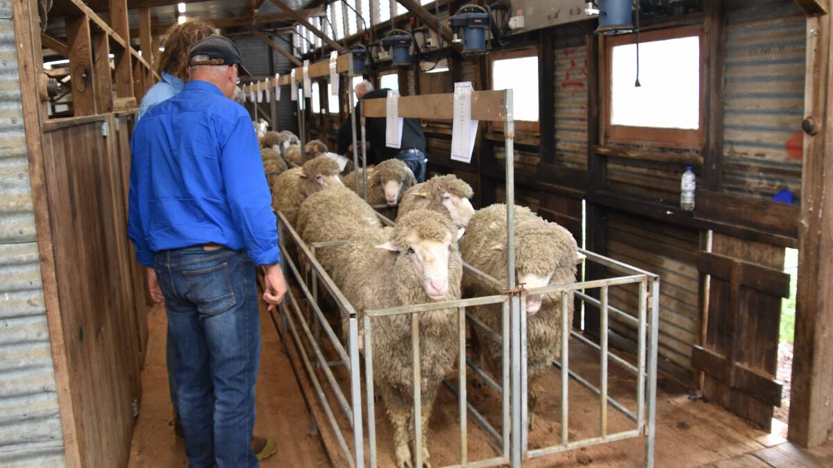 Some of the line-up of 84 rams at the Boorana sale on Wednesday.