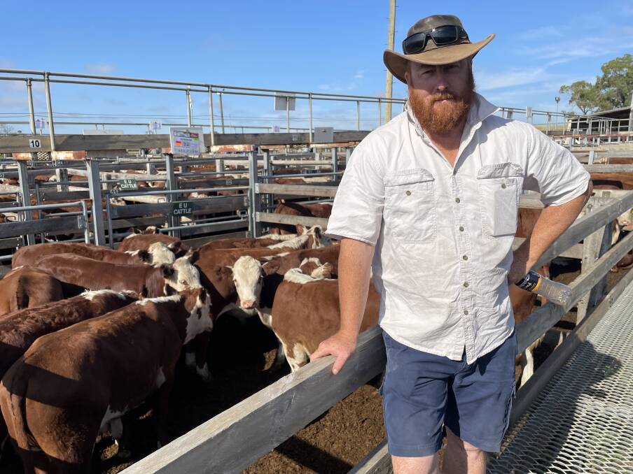 Stephen Koch, Rosebank, Nargeeta, sold 75 Hereford steers and 65 Simmental steers.