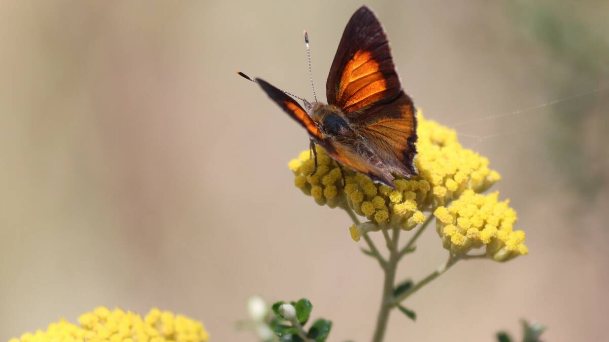 Environmental group discovers largest population of the nationally endangered Eltham Copper Butterfly. Picture supplied