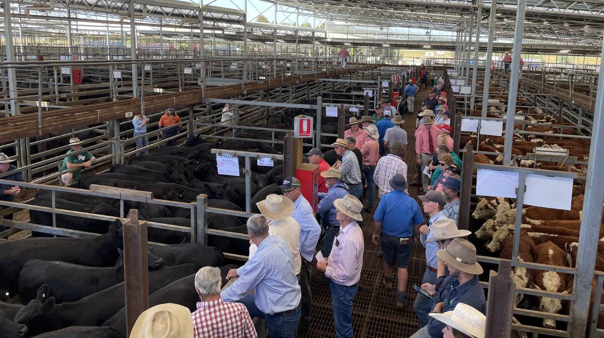 Some of the buying gallery at the Hamilton heifer sale.