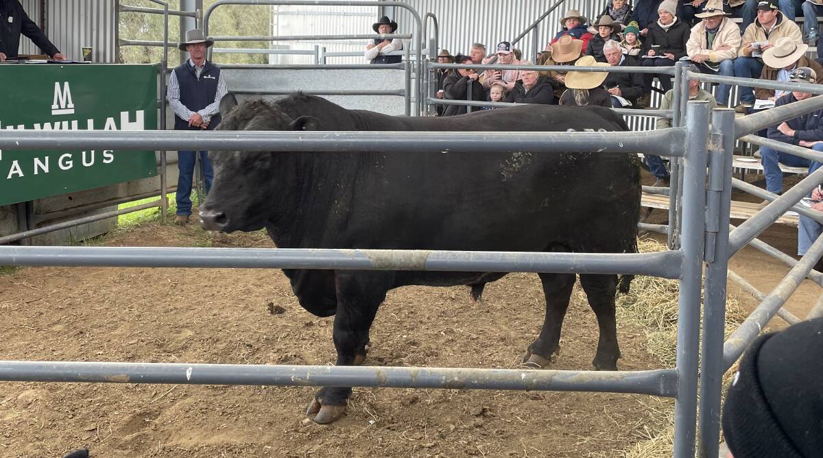 Milwillah Sergeant S791 sold for $190,000 at the on-property sale. Picture by Helen De Costa