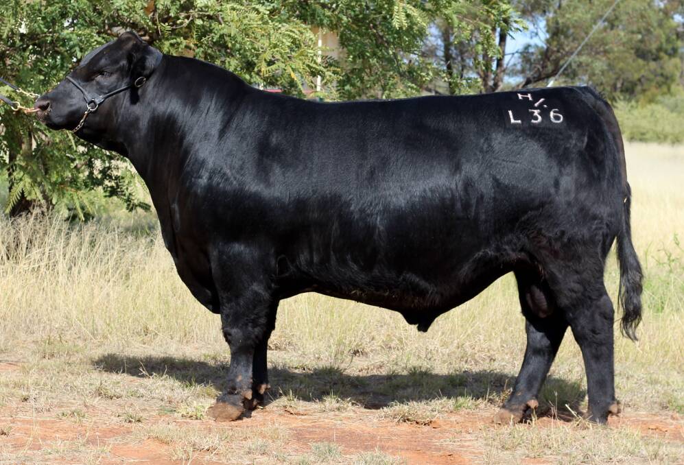 Hardy Carabar Angus cattle handle any country