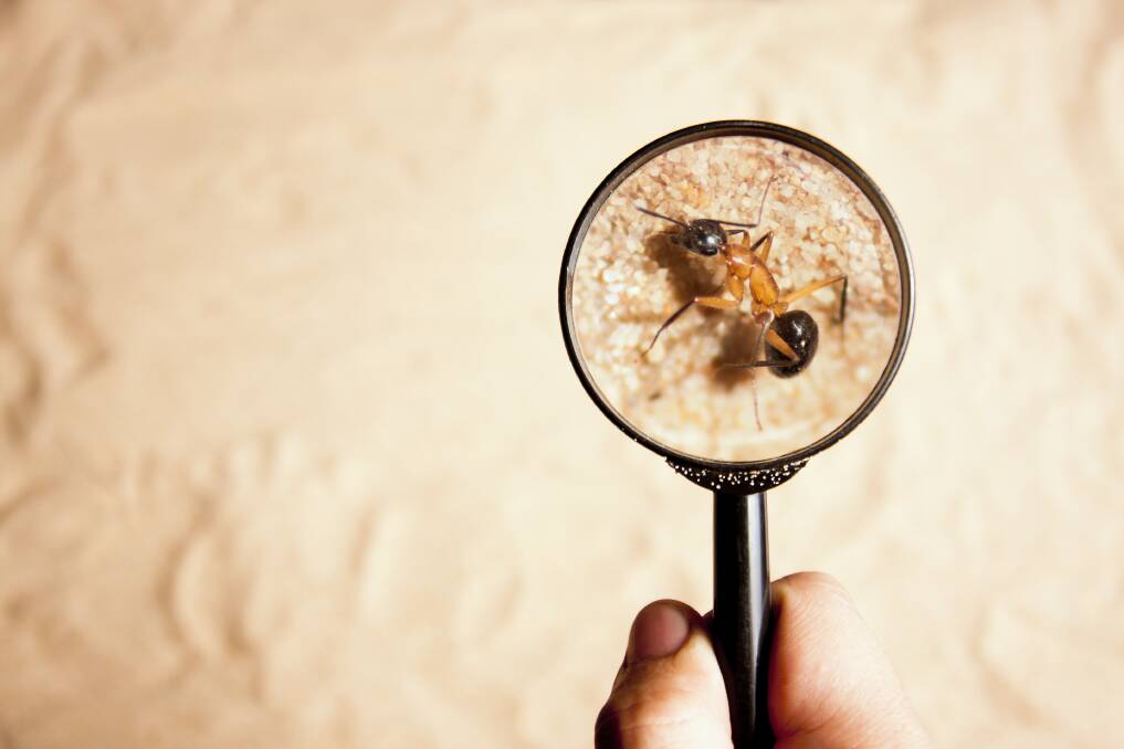 4 Benefits Of Regular Pest Inspection