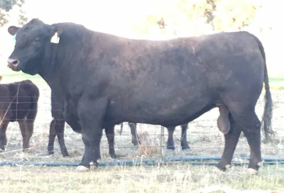 Rennylea K522, since named 'Kodak', K522 appealed to Brad as the highest calving ease bull in a 2016 sale.