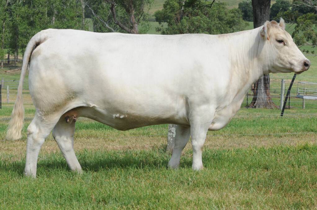Glenliam Farm Beroleanne J65 will be offered as Lot 28 at the Glenliam Farm Dispersal on March 2 at Glen William. 