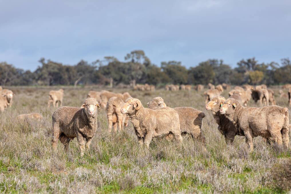 Sheep at Pooginook Merino and Polls in the NSW Riverina.