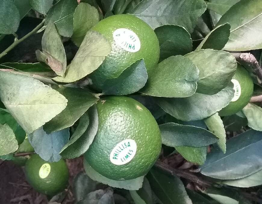 LUSH: A close-up of the limes growing at the Oliver's Norther Queensland lime orchard.