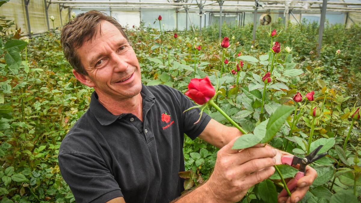 BLOOMING: Steve Klimeck, of Premier Roses at Beaconsfield, among his blossoms. Picture: Paul Scambler