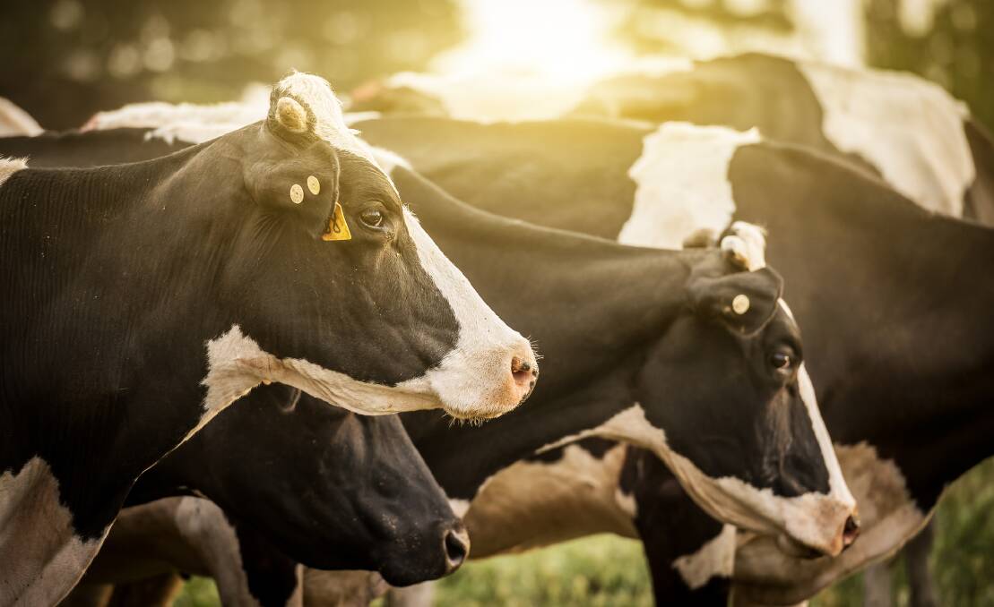 A futurist has told dairy farmers there are opportunities to create wealth by collecting data on individual cows in the herd. 
