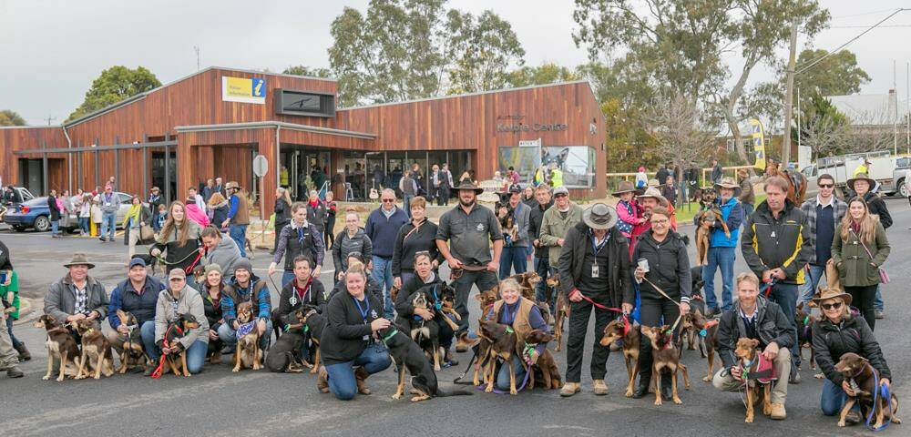 Kelpie: The countdown is on to the Australian Kelpie Muster. Thousands are expected to flock to Casterton from June 8-9 for the event.