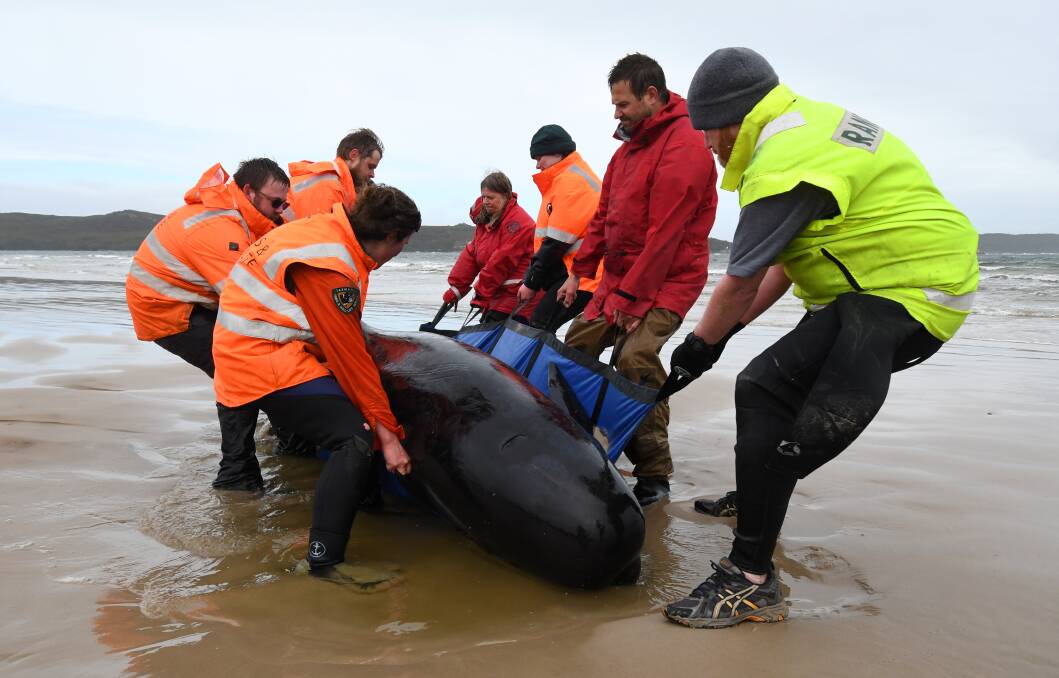 BIG EFFORT: The rescue effort to save whales stranded on the West Coast. Photo by Brodie Weeding. 