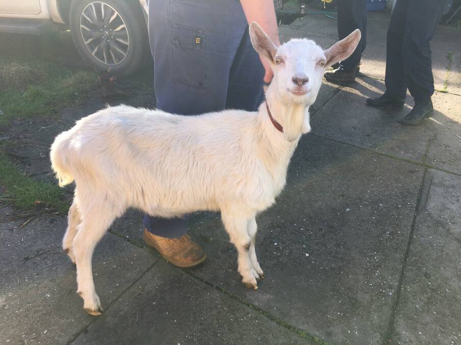 The surviving goat following treatment and surgical castration.