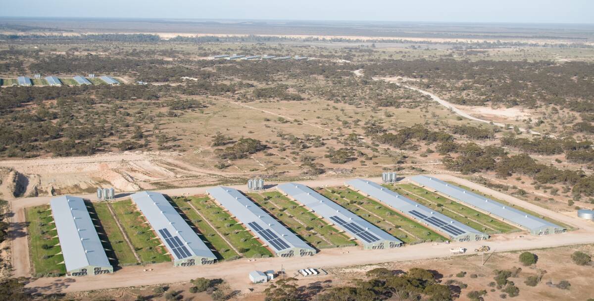 CHOOK POWER: AAM Investments has installed a mega Tesla battery and solar panels to slash greenhouse gas emissions and electricity demands at its free-range poultry farm at Blanchetown in South Australia. 