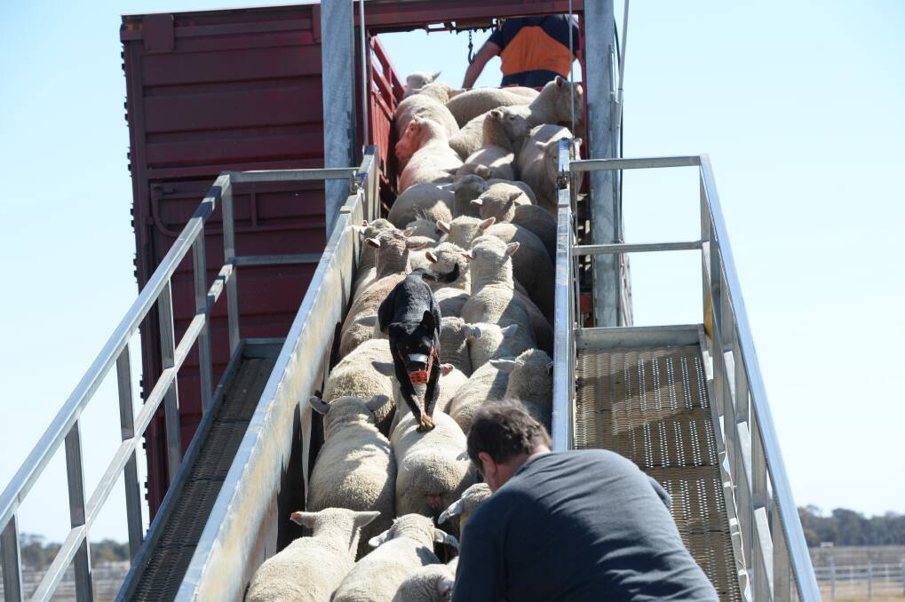 RESTOCKER RUSH: Strong rain-fuelled demand from restockers has help continue the recent surge in saleyard lamb and sheep prices. 