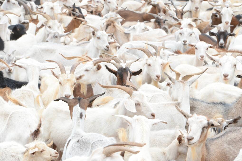 Meat & Livestock Australia is moving to better help goat producers achieve higher performance and returns from their animals. 