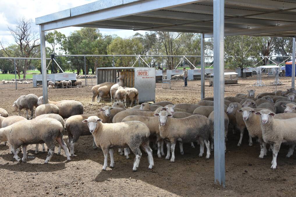 FEEDING FOR PROFIT: Sky-high lamb and mutton prices have put the building of a turn-key 4000-head feedlot within the reach of many producers. 