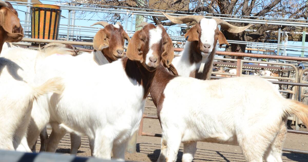 YOU'VE GOAT TO BE KIDDING: Increasing labour efficiency can double profits from rangeland goat production. 