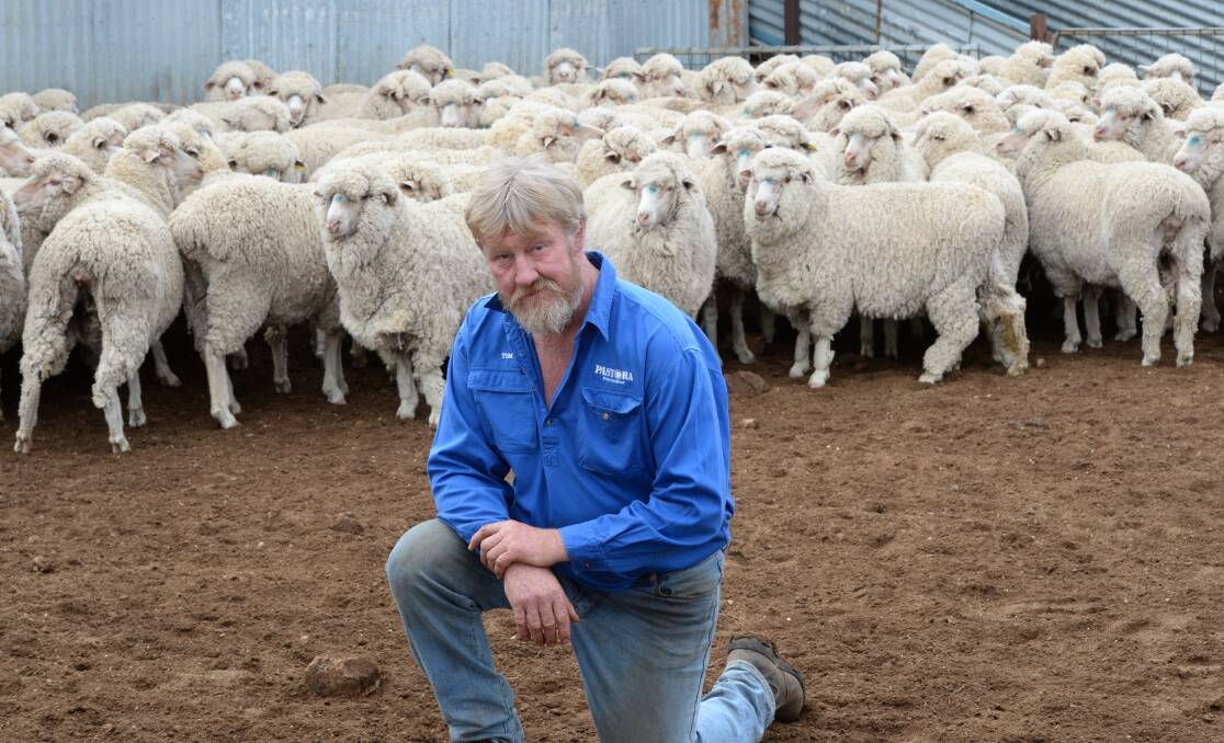 Tim Westblade, Pastora Poll Merinos, Lockhart, culls heavily to keep improving the quality, performance and fertility of the family's stud and commercial sheep.   