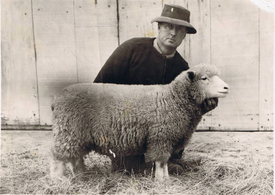 POLL FIRST: Rex Wilson, Kismet stud, Howlong, with one of the first ewe lambs considered close to 100 per cent Poll Dorset around 1954. 