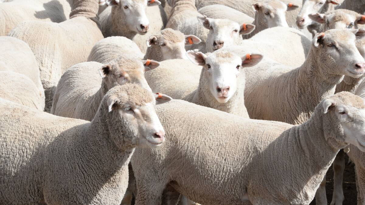 It's been an historic week for Australian meat markets with trade lamb busting through the $10/kg cwt barrier. But with it comes the reality that supply is lightening off. 