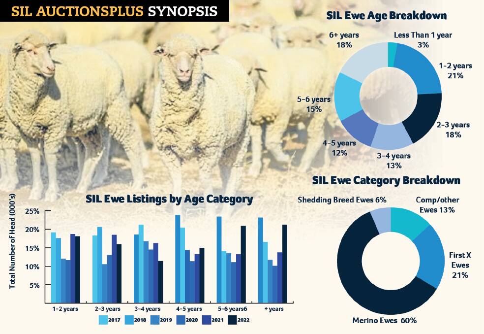 Sixty per cent of scanned in lamb breeding ewes were Merinos according to the first ever synopsis conducted by online selling platform, AuctionsPlus. 