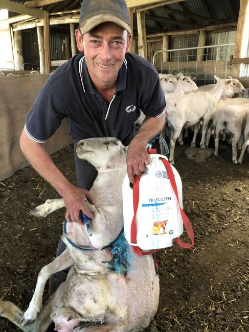 The widely used and distinctive blue gel has been used on accidental shearing wounds at Four Seasons Pastoral Company for the past three years. 