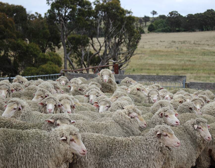LOOKING UP: Two weeks into the calendar year and things are looking up for the wool market as EMI holds steady with larger offering. 