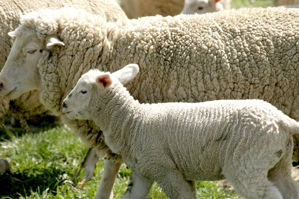 Mandatory pain relief for Vic sheep producers from July 1