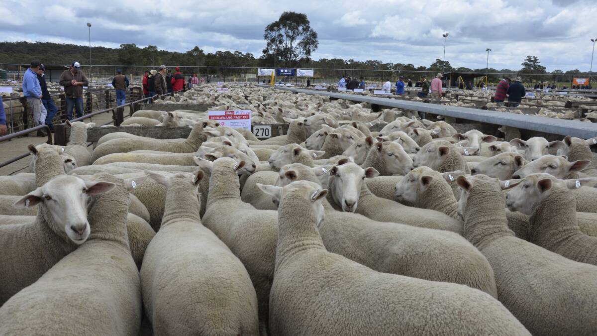 Lamb and sheep prices succumb to supply