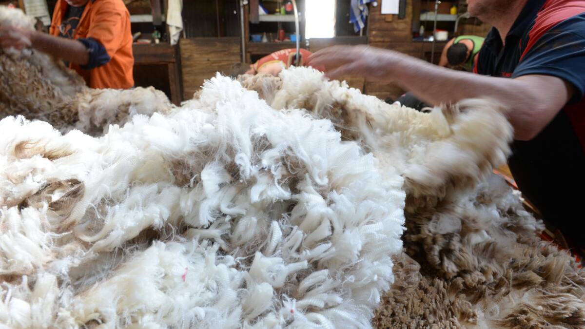 TOUGH TIMES: The average wool coming off the sheep's back is down by half a micron and the average staple length across Australia has fallen by 3.22mm. 

