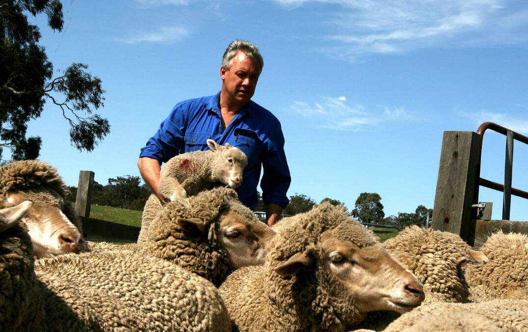 Welfare spotlight: Sheep and wool producer and former AWI director Chick Olsson says the Australian wool industry has fallen behind the rest of the world when it comes to sheep welfare practices. 