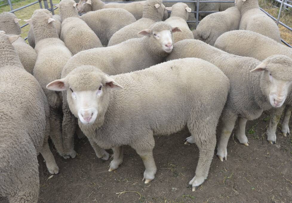 New technology to allow sheep producers to mitigate pain in their lambs during marking is ready to be tested more extensively in commercial conditions.