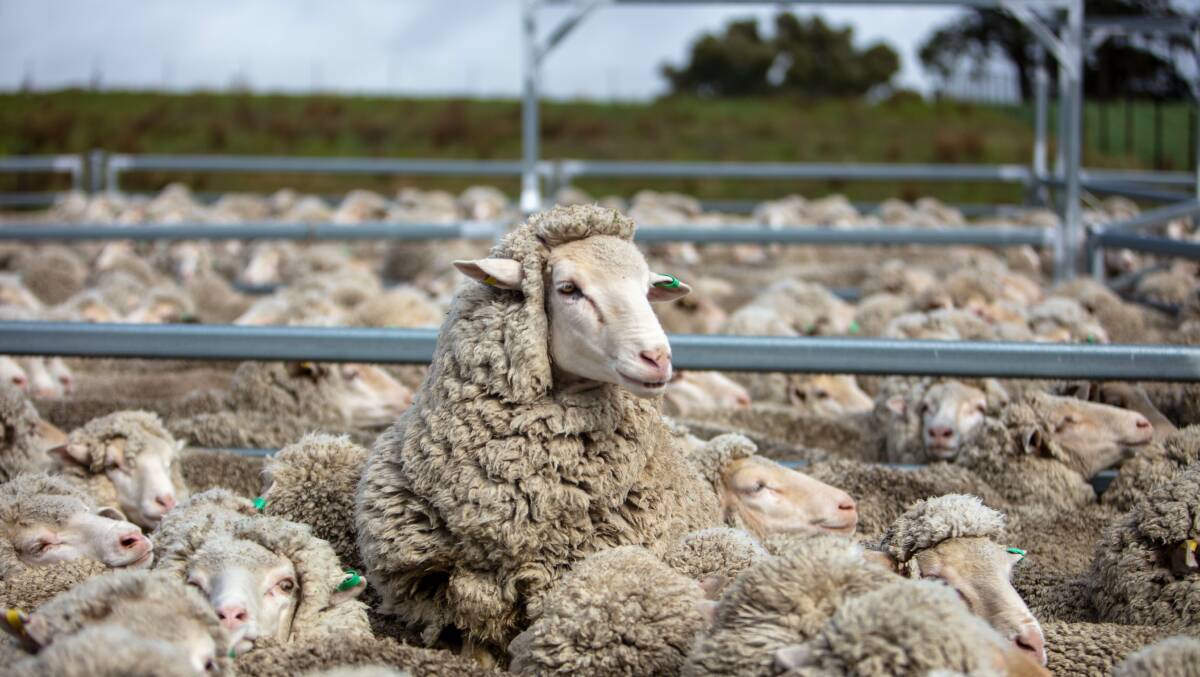 HEADS UP: WoolProducers Australia CEO Jo Hall said the impacts of FMD would be severe not just to the wool industry, not just agriculture, but our entire economy.