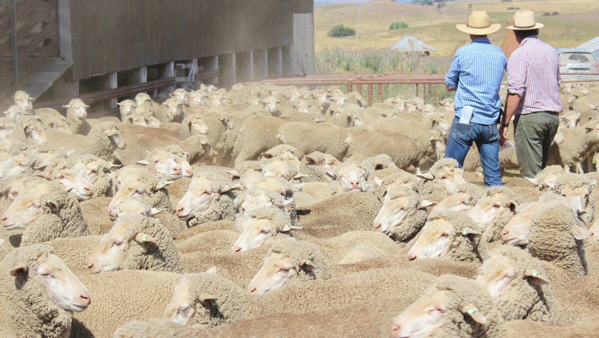 DECISIONS: Merino producers are sticking to what they know and what they do best says industry experts despite issues with shearers and a volatile wool market. 