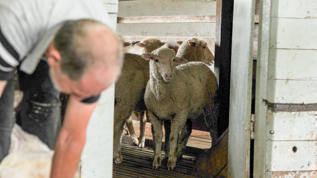 The market surprised many in the industry this week, with Australian wool auctions handling the increased volumes presented.