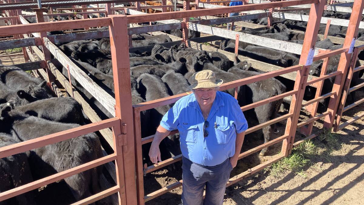 Ian Juicy Mulcahy, Beaury Creek via Urbenville sold Angus steers with Clunie Range blood to $1283.07 for 285kg at 450c/kg while his lighter calves, 203.5kg, sold to a repeat client on the Northern Tablelands for 470c/kg or $956.85.