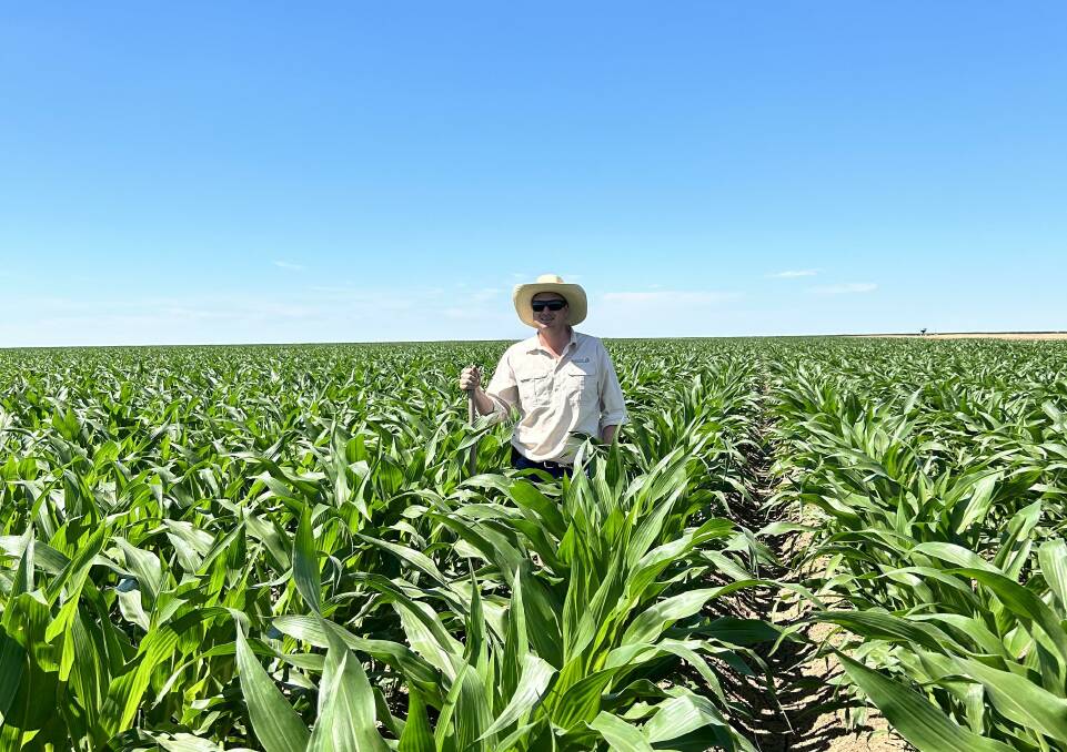 Griffths-based agronomist Heath McWhirter in a paddock of maize. Photo supplied.