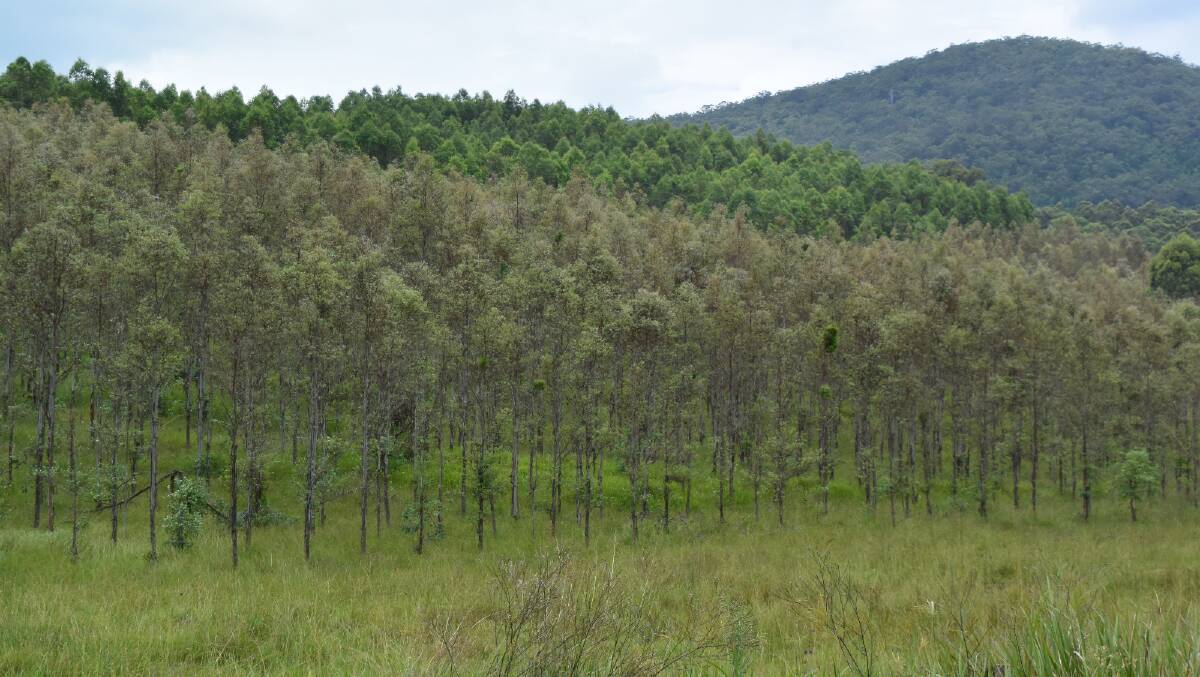 Carbon farming has been likened to failed managed investment forestry plantations, which locked up food production on the North Coast. However, proponents of the ACCU say this emerging commodity is different.