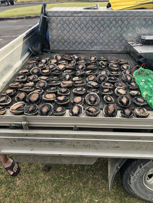 Huge illegal abalone haul seized