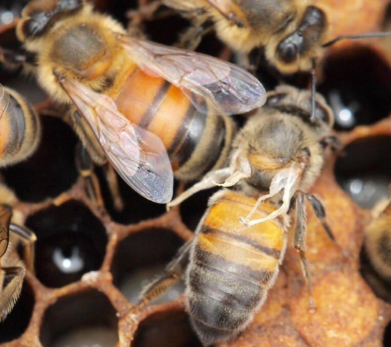 Keeping Australia's bees free from broken wing disorders