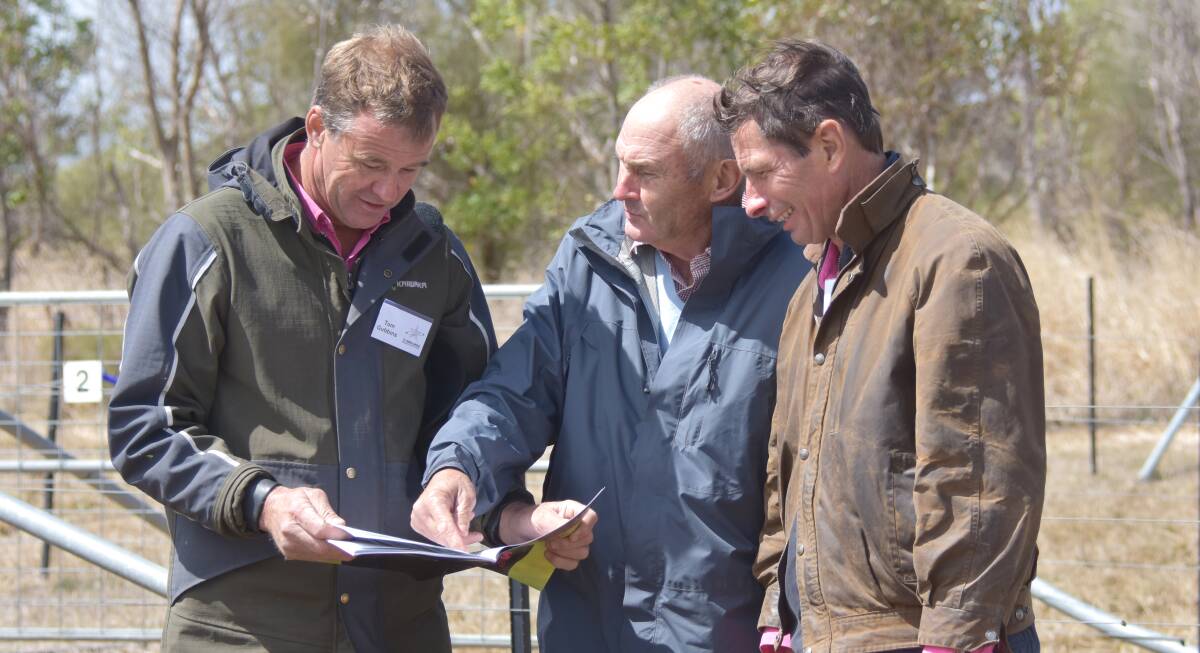 DISCUSSING PERFORMANCE: Bryan Corrigan, Rennlyea Angus, Culcairn NSW (Middle), discusses the $42,000 sale topper purchased by a syndicate including Pathfinder and Rennylea with Te Mania Angus directors Tom Gubbins and Hamish McFarlane.