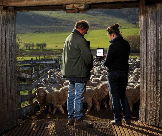 Jack and Anna Cotton partnered with their broker on their first WoolQ eSpeci.